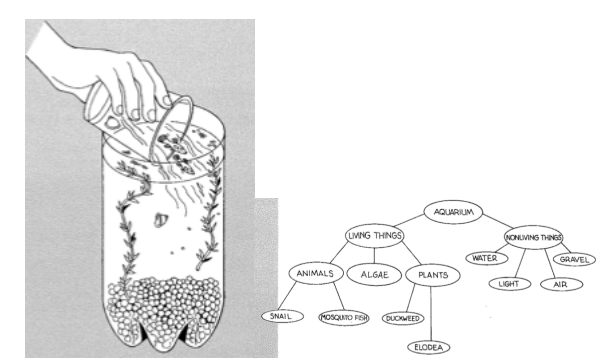 Figure 3.1 Ecosystem lesson aquarium setup and webbing activity from STC, Ecosystems Unit